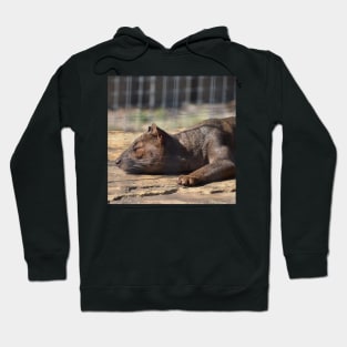 Fossa Hoodie